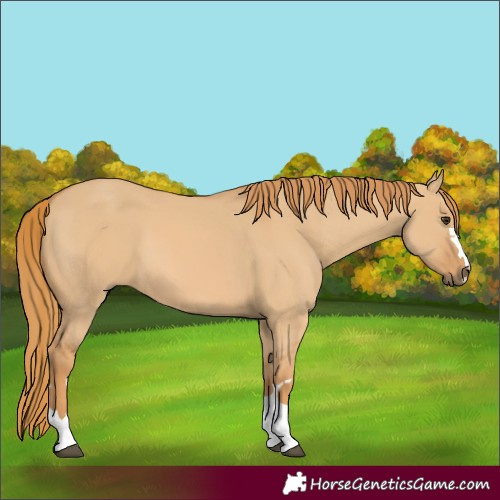 Horse Color:Red Dun