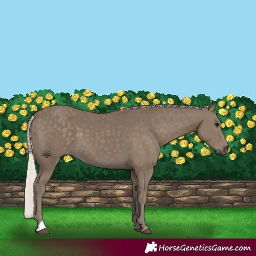 Horse Color:Silver Smoky Black 