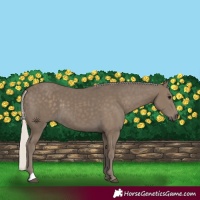 Horse Color:Silver Smoky Black 