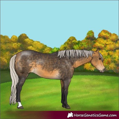 Horse Color:Silver Buckskin 