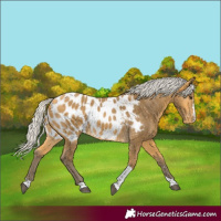 Horse Color:Silver Buckskin Tobiano Appaloosa