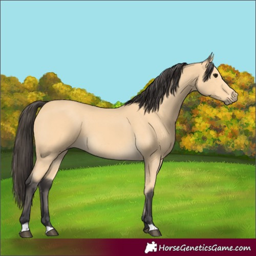 Horse Color:Buckskin