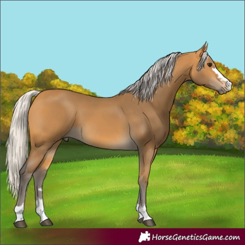 Horse Color:Silver Buckskin