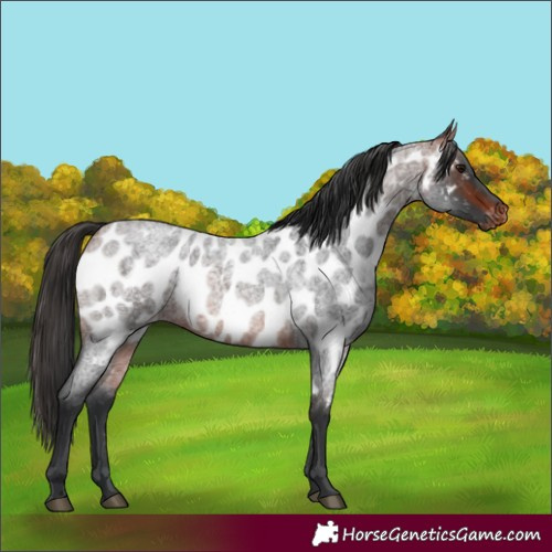 Horse Color:Bay Roan Appaloosa 