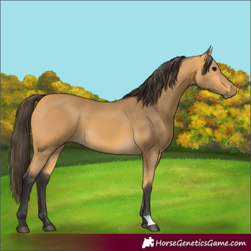 Horse Color:Buckskin