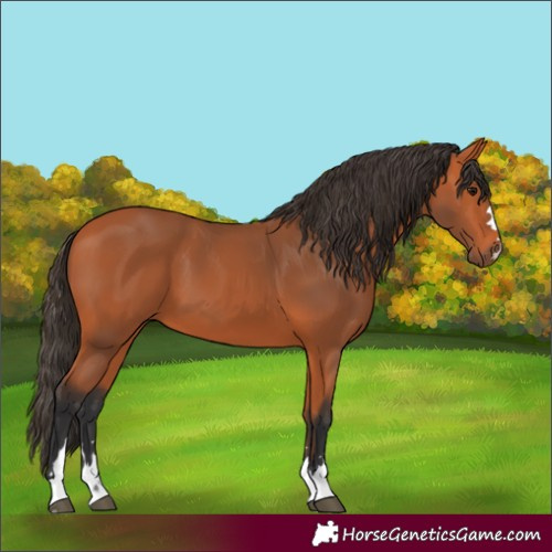 Horse Color:Bay 