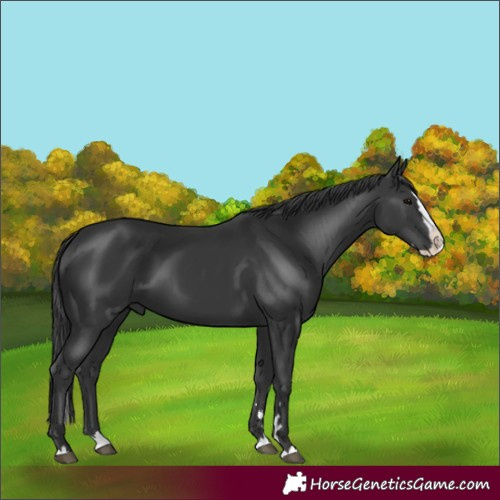 Horse Color:Unknown 