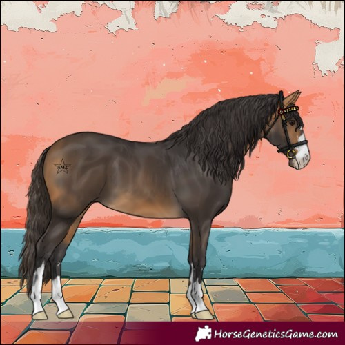 Horse Color:Buckskin 