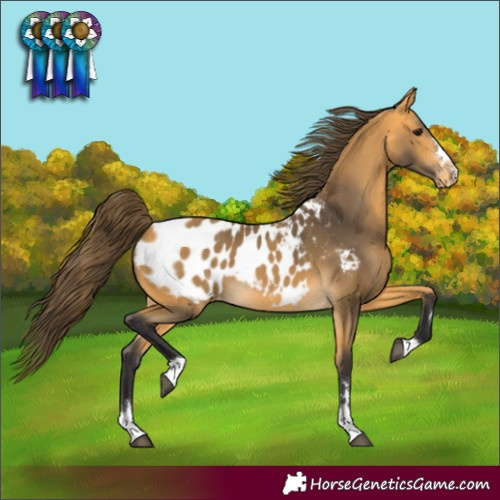 Horse Color:Buckskin Appaloosa 