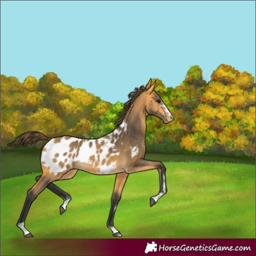 Horse Color:Buckskin Appaloosa 