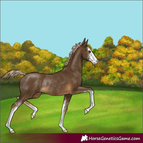 Horse Color:Chocolate Palomino Sabino Rabicano 