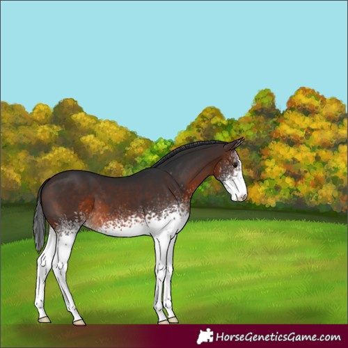 Horse Color:White Spotted Brown
