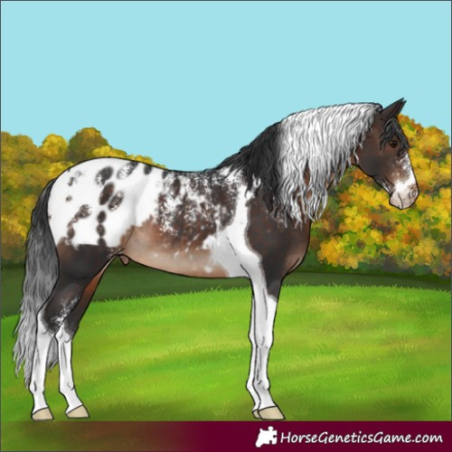 Horse Color:Powder White Brown Tobiano Appaloosa Rabicano 