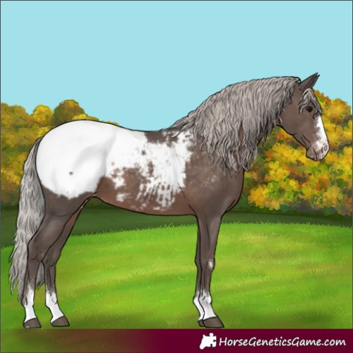Horse Color:Silver Black Appaloosa 