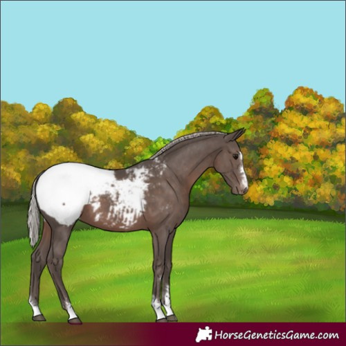 Horse Color:Silver Black Appaloosa 