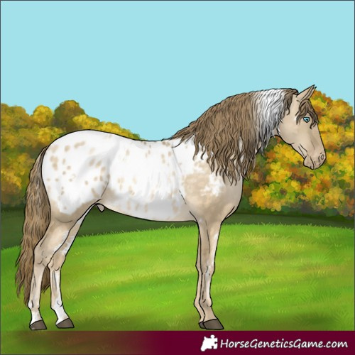 Horse Color:White Spotted Brown Dun Mushroom Appaloosa