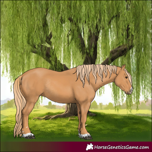 Horse Color:Chestnut Rabicano 