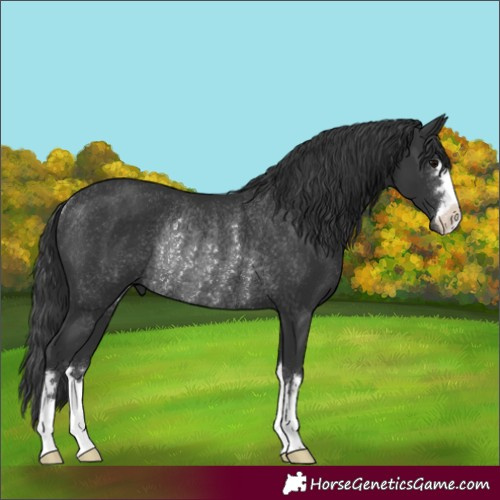 Horse Color:Black Rabicano