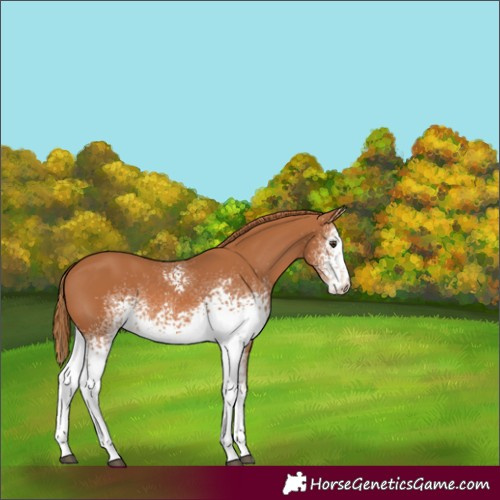 Horse Color:White Spotted Chestnut