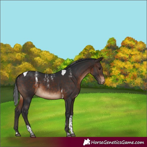 Horse Color:Powder White Bay Tobiano Appaloosa Rabicano 