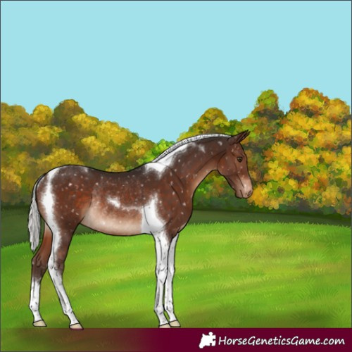 Horse Color:Silver Brown Tobiano Appaloosa Rabicano 