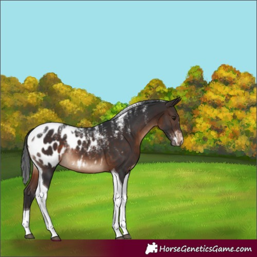 Horse Color:Powder White Brown Tobiano Appaloosa Rabicano 