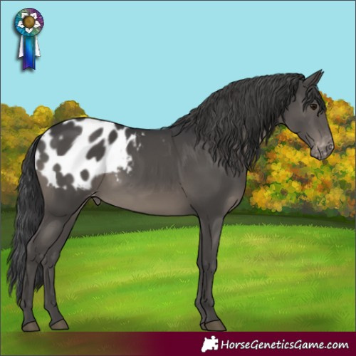 Horse Color:Black Appaloosa