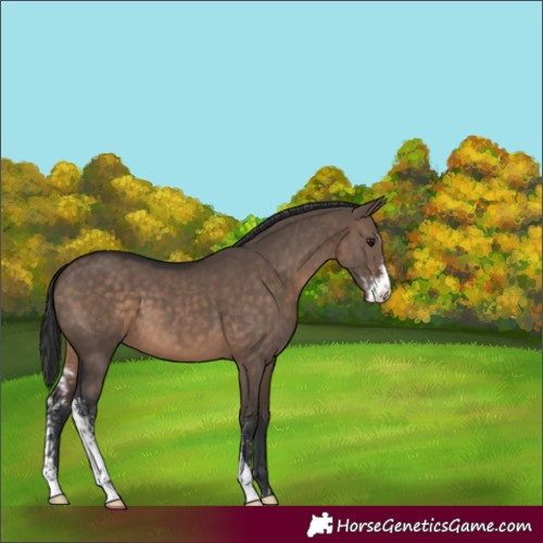 Horse Color:Brown Dun Sabino 