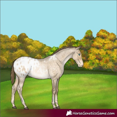 Horse Color:Buckskin Roan Appaloosa 