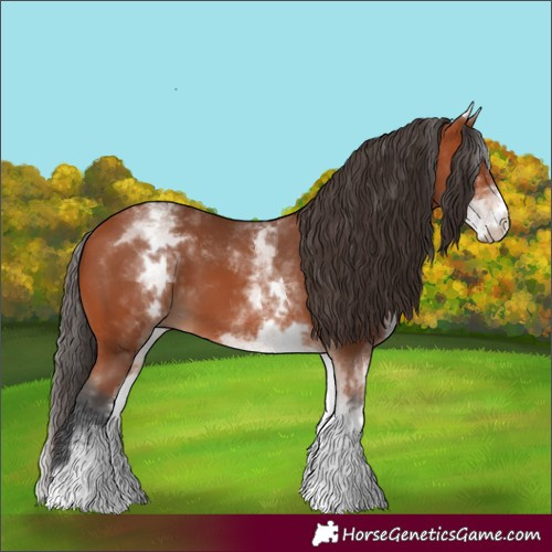 Horse Color:White Spotted Bay