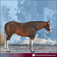 Horse Color:Bay Splash 