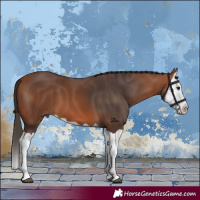 Horse Color:Bay Splash