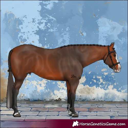 Horse Color:Bay Splash