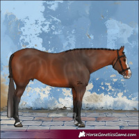 Horse Color:Bay Splash