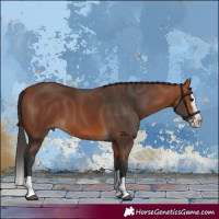 Horse Color:Bay Splash