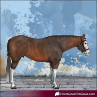 Horse Color:Bay Splash 