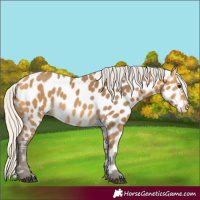 Horse Color:Silver Buckskin Appaloosa