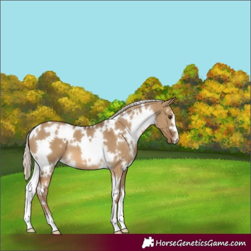 Horse Color:White Spotted Chocolate Palomino Dun