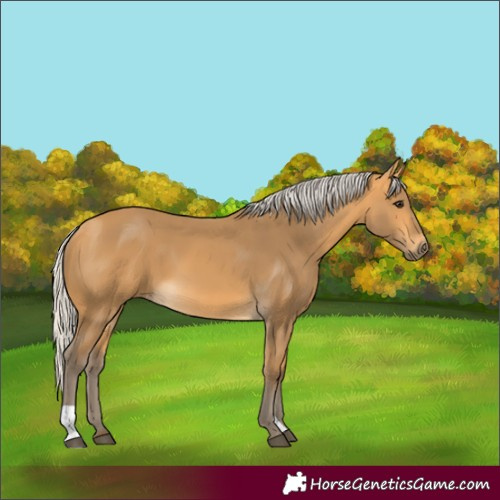 Horse Color:Silver Buckskin 