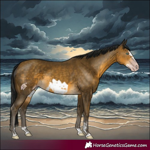 Horse Color:Gray Sable Cream Champagne Sabino Splash Frame