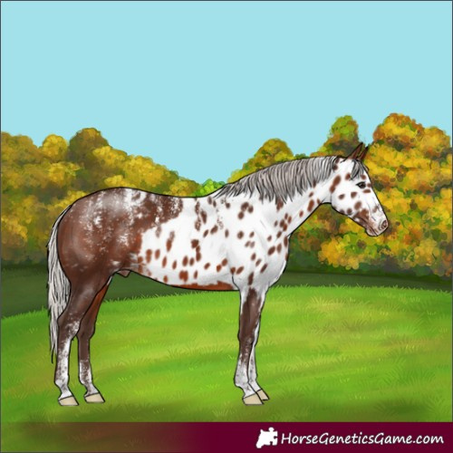 Horse Color:Powder White Silver Brown Skewed Appaloosa 