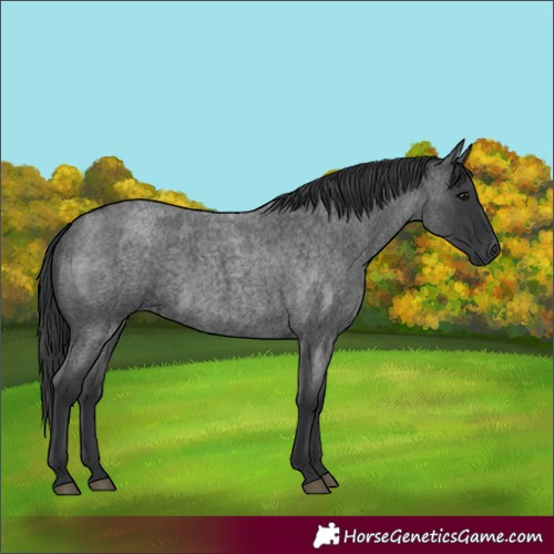 Horse Color:Blue Roan 