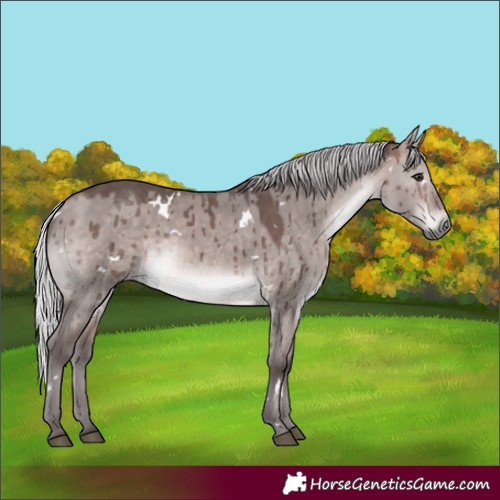 Horse Color:Platinum White Spotted Silver Brown Dun Rabicano Brindle 