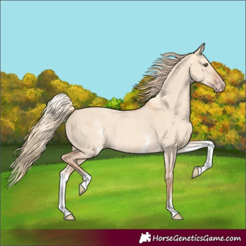 Horse Color:White Spotted Gold Champagne Dun