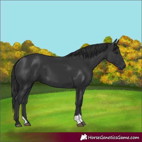 Horse Color:Black 