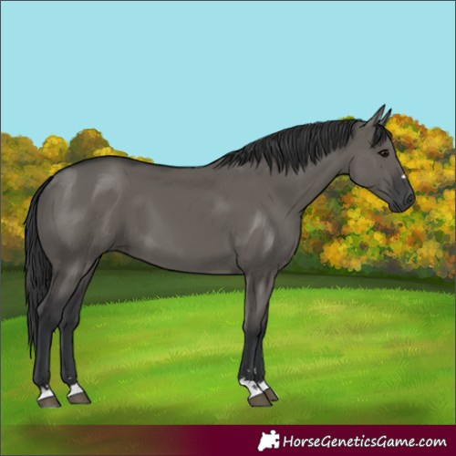 Horse Color:Grullo 