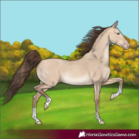 Horse Color:Amber Champagne Dun