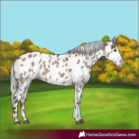 Horse Color:Silver Brown Dun Tobiano Near Leopard
