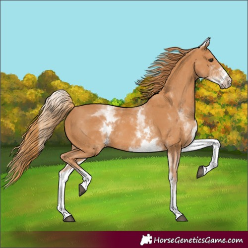Horse Color:Unknown 