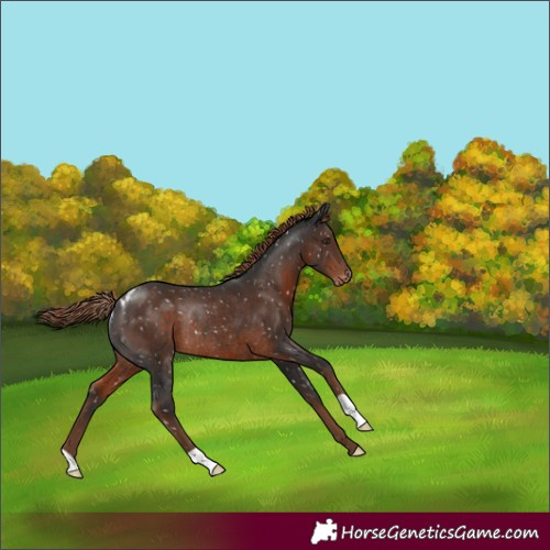 Horse Color:Liver Chestnut Skewed Appaloosa Rabicano